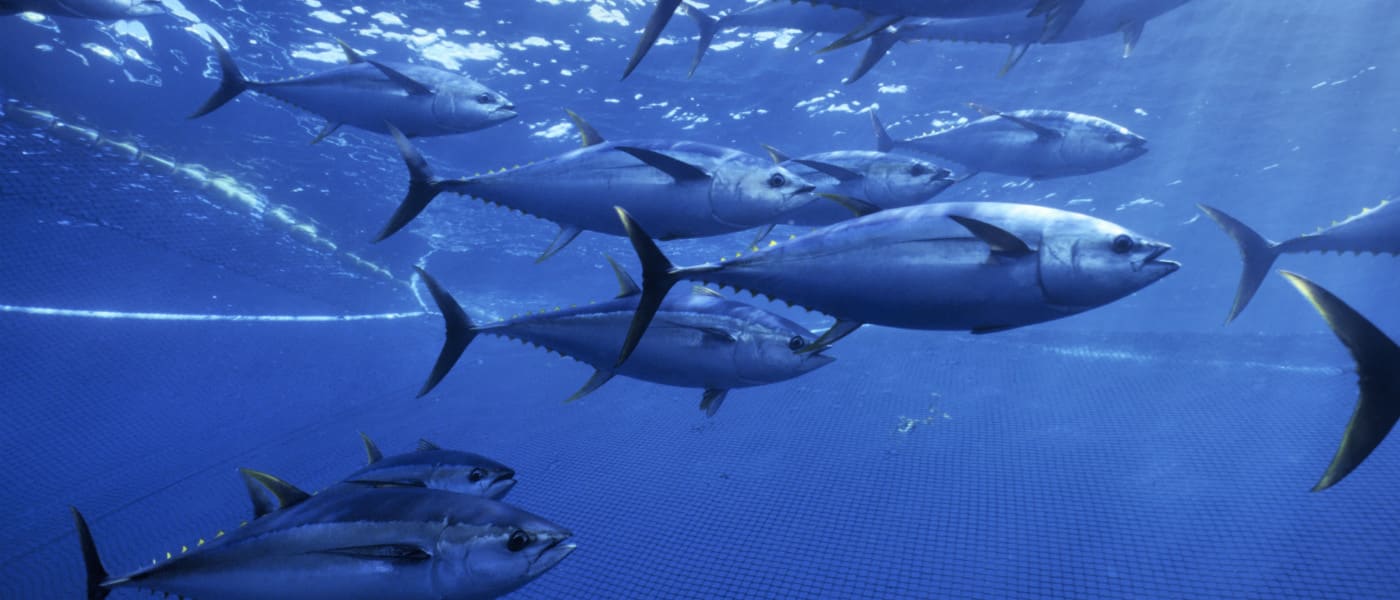 Yellow fin tuna shoal caught 275ft purse seiner fishing nets.
