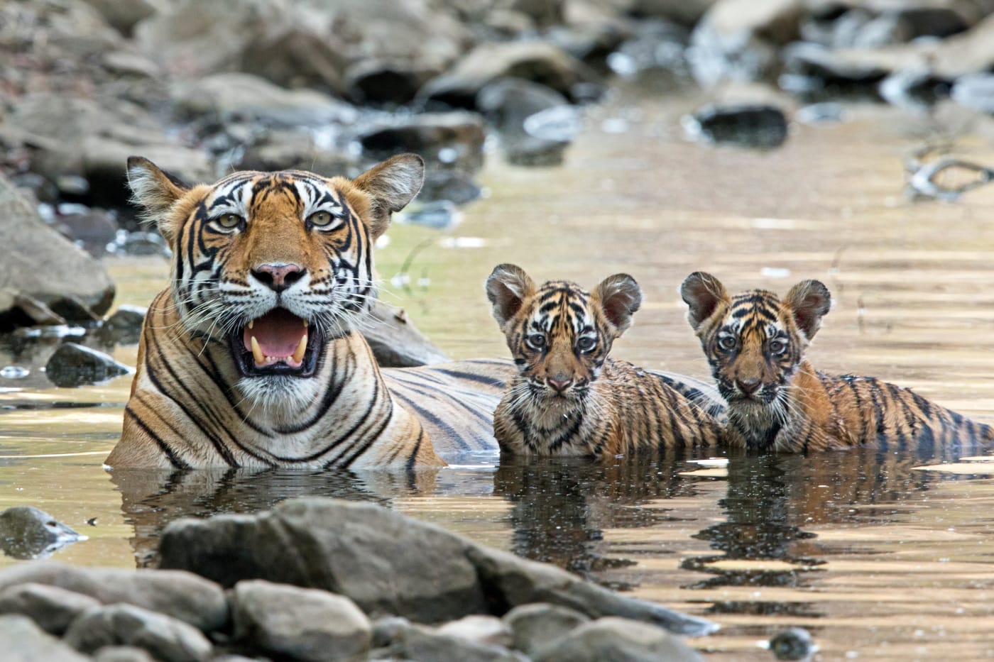 Bengal tiger (Panthera tigris tigris) female with cubs in water, Ranthambore National Park, India