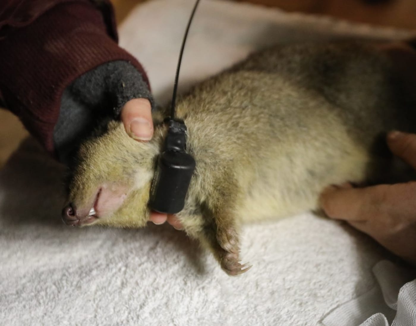A brush-tailed bettong is fitted with a radio-tracking collar
