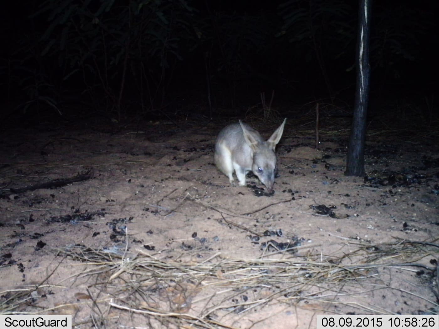 Bilby (Macrotis lagotis) caught on sensor camera in Yawuru Country (Roebuck Plains), the Kimberley. August 2015.

Yawuru bilby project started in 2015 to help find populations of Bilby on Yawuru Country and map existing and potential habitat and address threats (fire and feral animals).