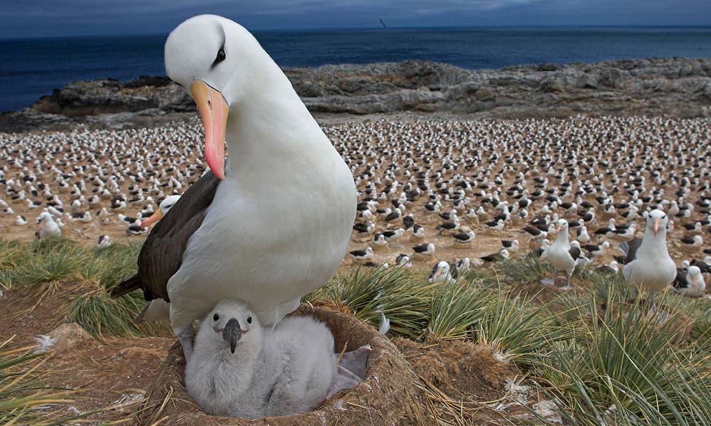 Black-browed albatross (Diomedea / Thalassarche melanophrys) with chick on nest, Falkland Islands