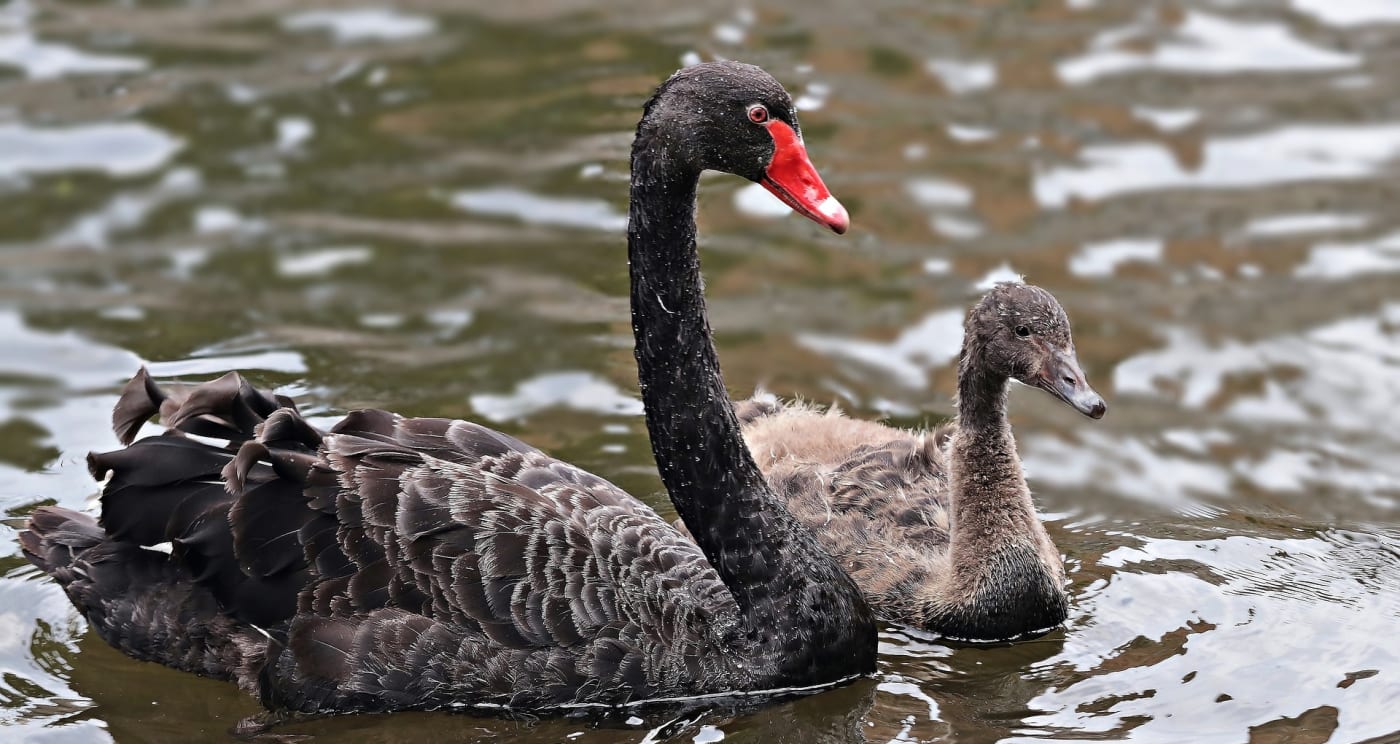 Black swan (Cygnus atratus) on water with baby