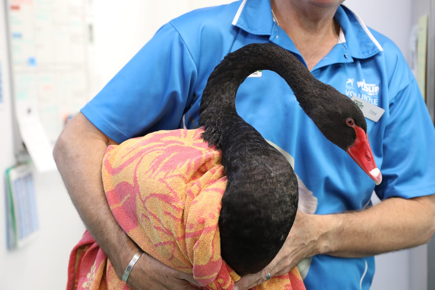 A black swan in care after getting a fish hook in its leg. Injuries like fish hooks have become increasingly common due to debris in the water and leftover from the floods.

Dr Prishani Vengetas visited our partners at Currumbin Wildlife Hospital to assist the vets and discuss the impact of the recent floods on wildlife in Northern NSW.