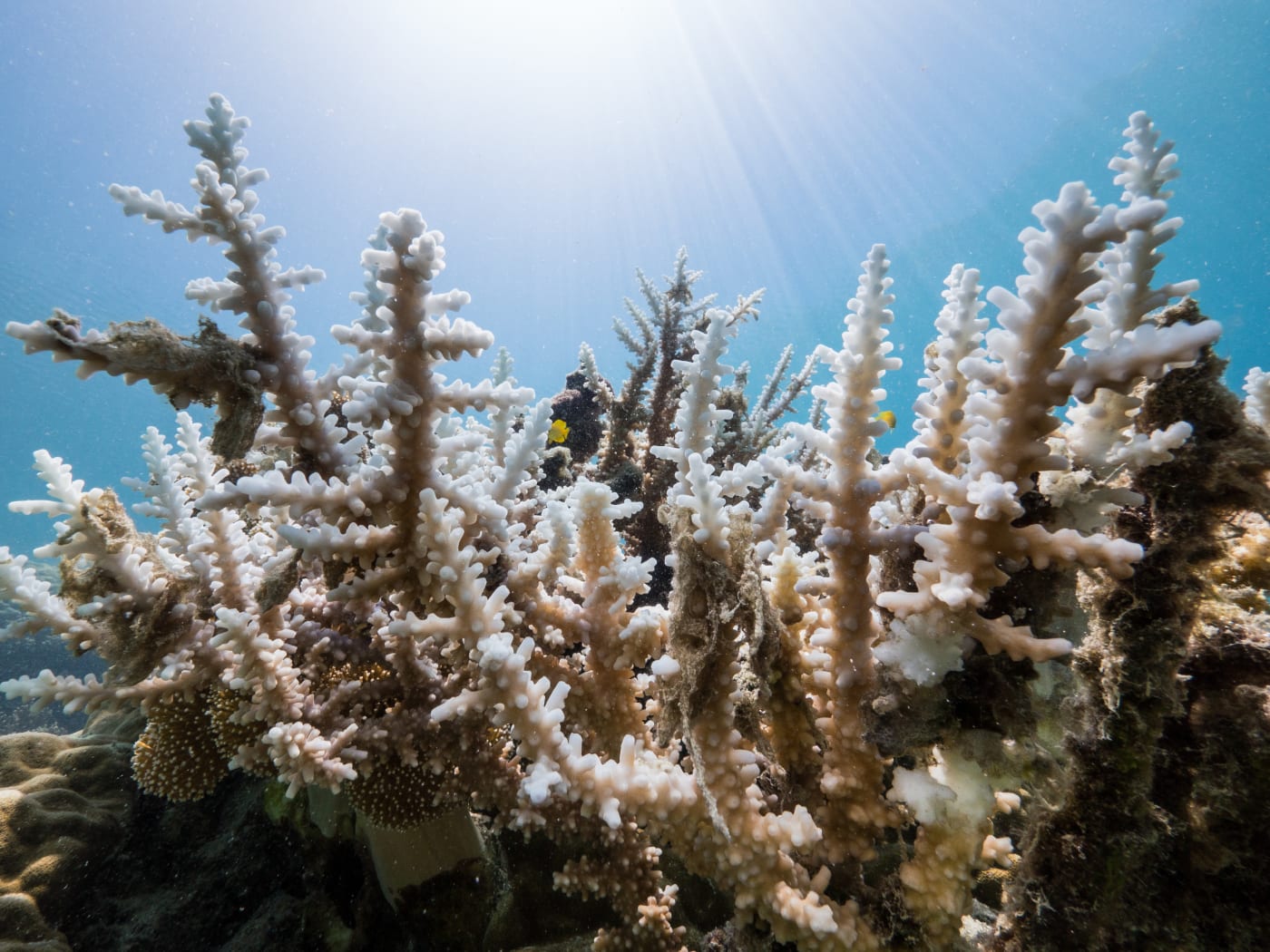 Bleached coral on Lizard Island, Queensland.