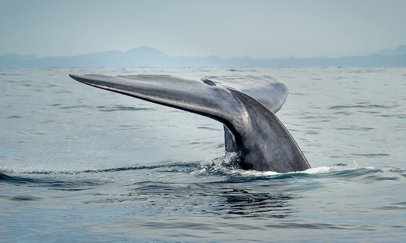 Tail fluke of a blue whale diving. Marissa, Sri Lanka