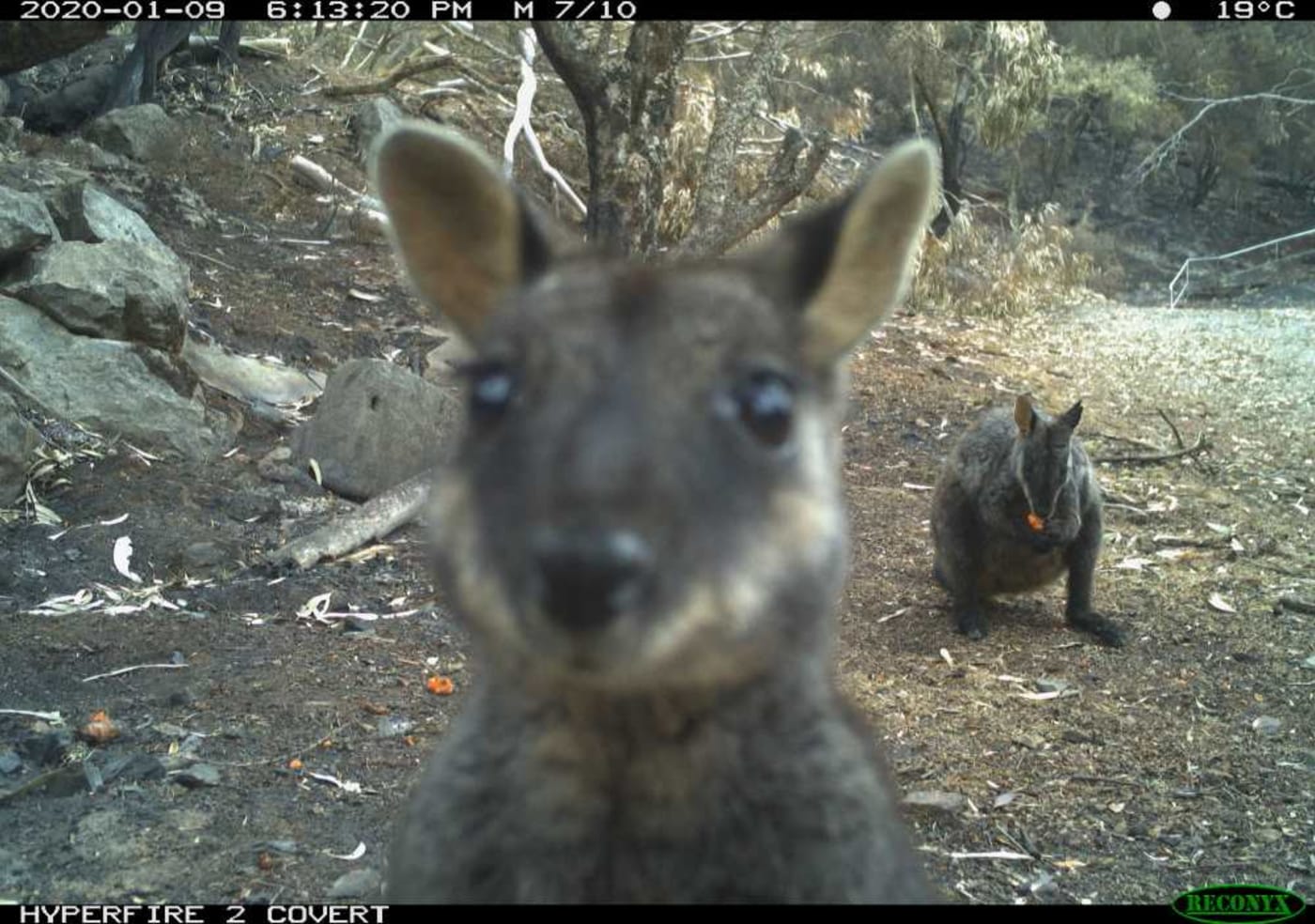 Brush tail rock wallaby caught on sensor camera