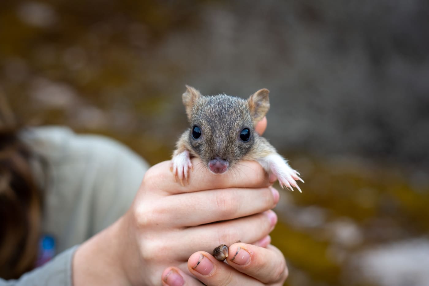 A woylie (also known as a brush-tailed bettong) joey in hand.