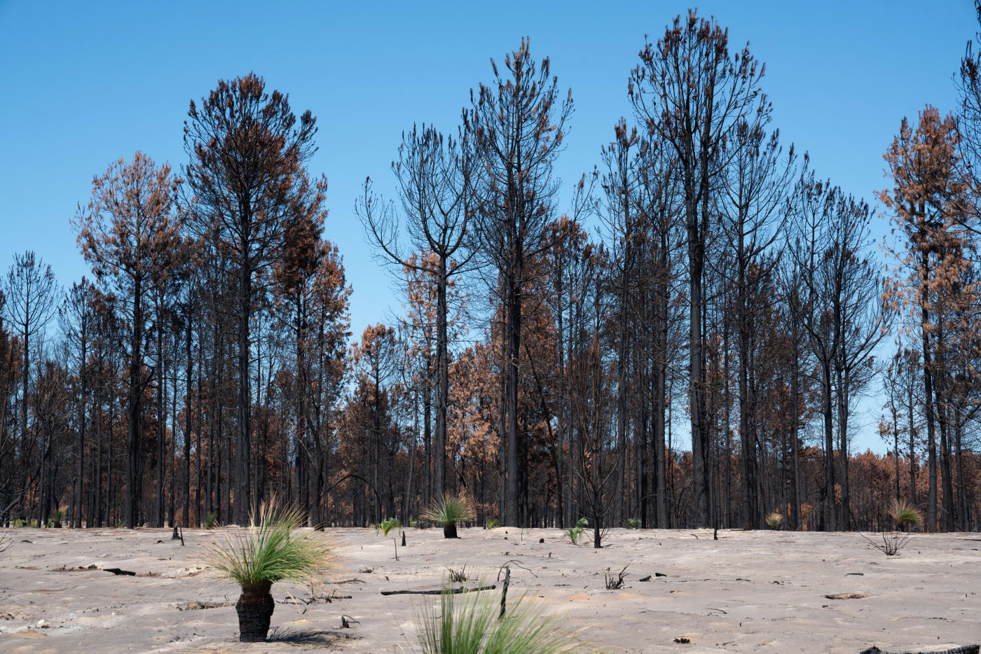 Bushfire affected landscape in Two Rocks, WA