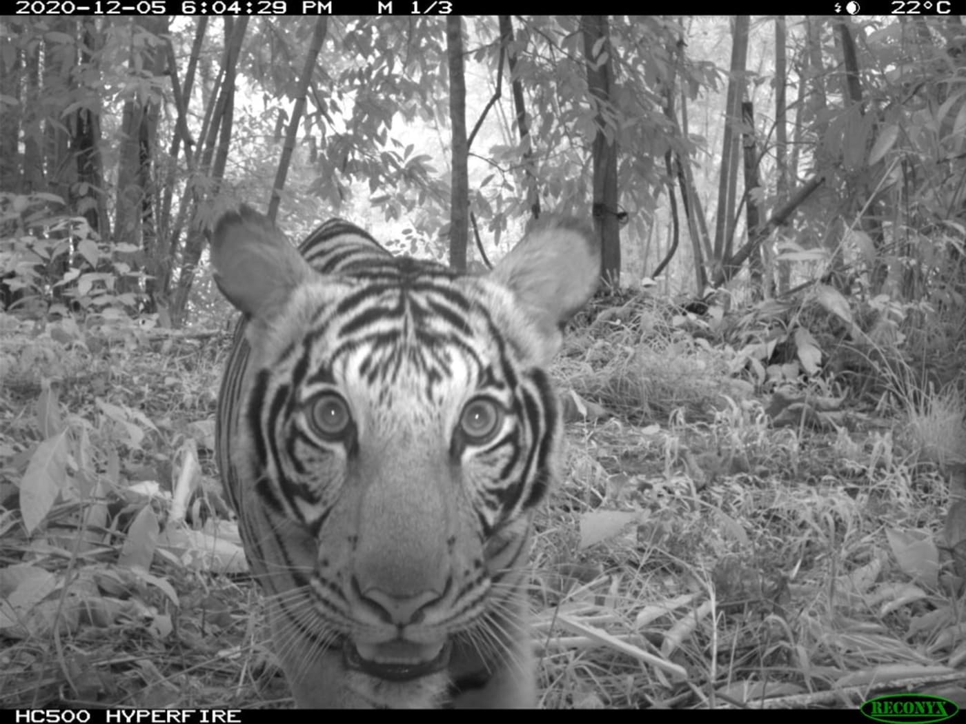 Tiger recorded on camera trap in Malaysia