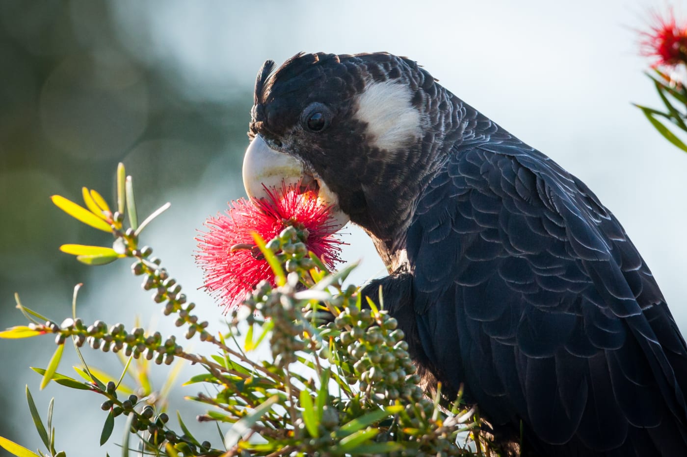 Carnaby's black cockatoo (Calyptorhynchus latirostris) feeding on a bottlebrush flower, Perth, October 2012.