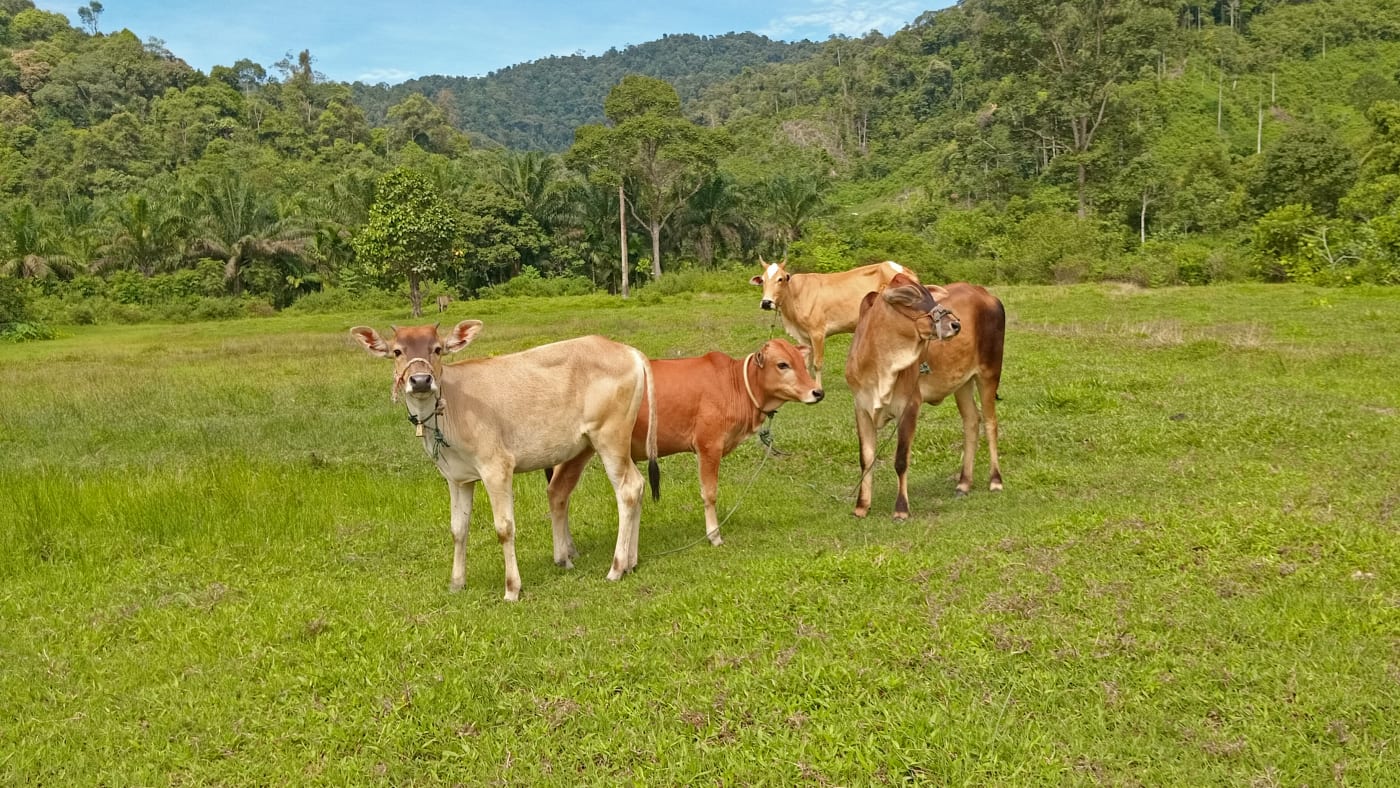 Cattle stock