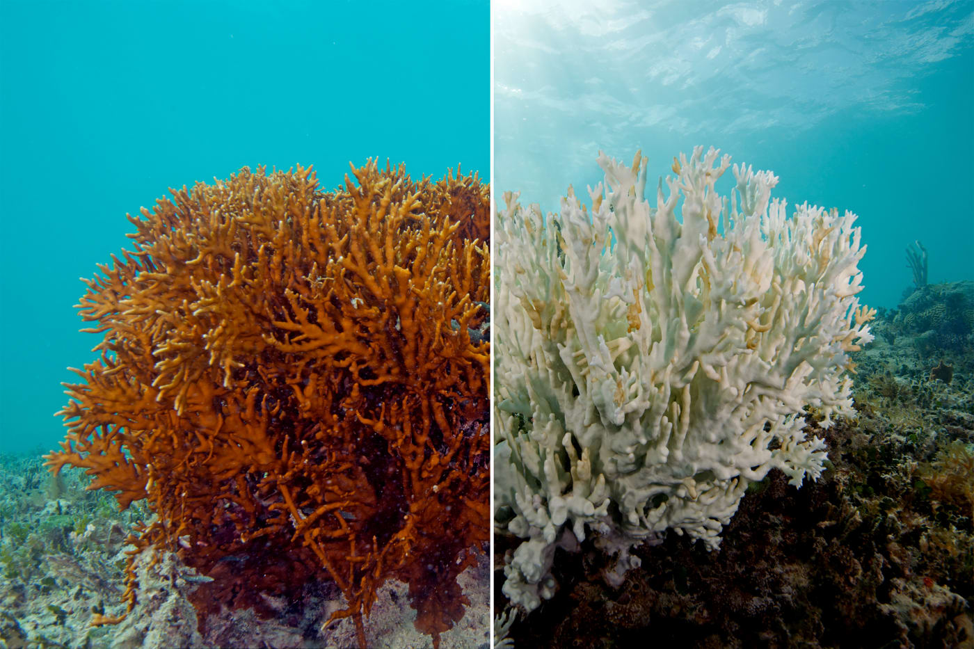 Coral bleaching before after on March and May 2017, Lizard Island