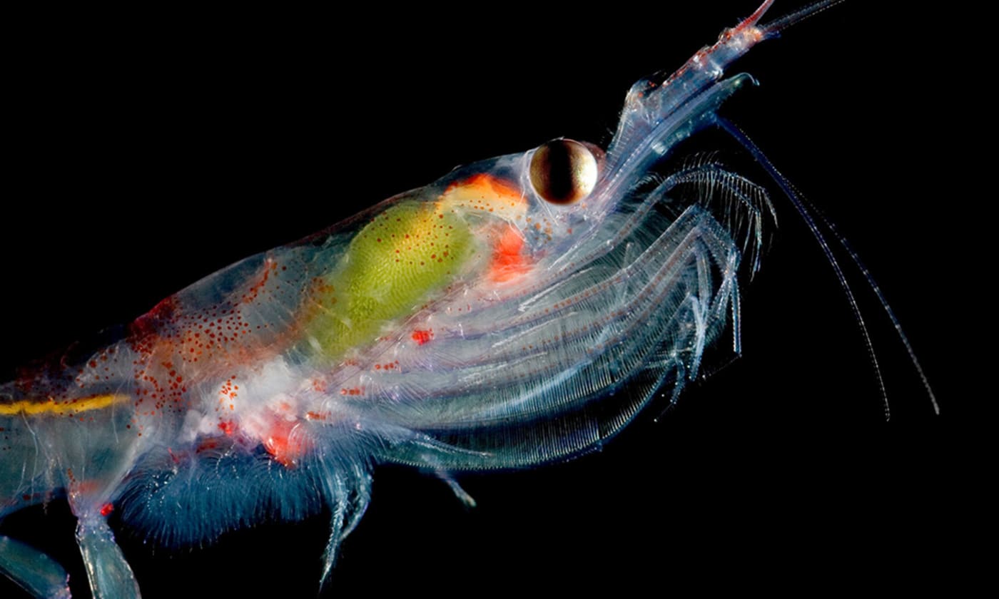 Antarctic krill, Weddell Sea, Antarctica