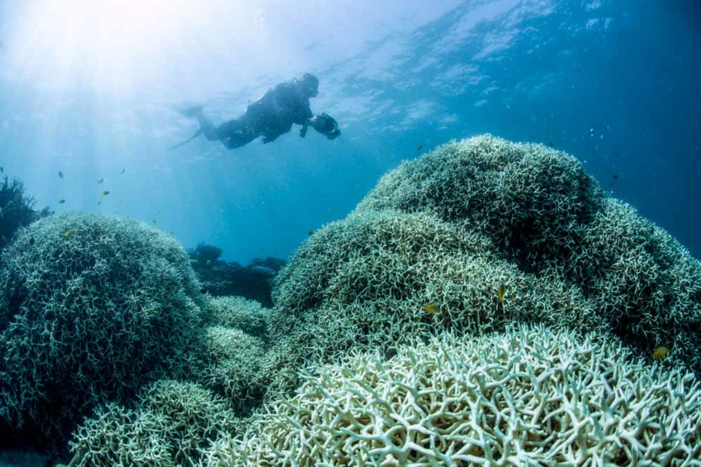 Filming coral bleaching, Lizard Island, Great Barrier Reef, March 2016