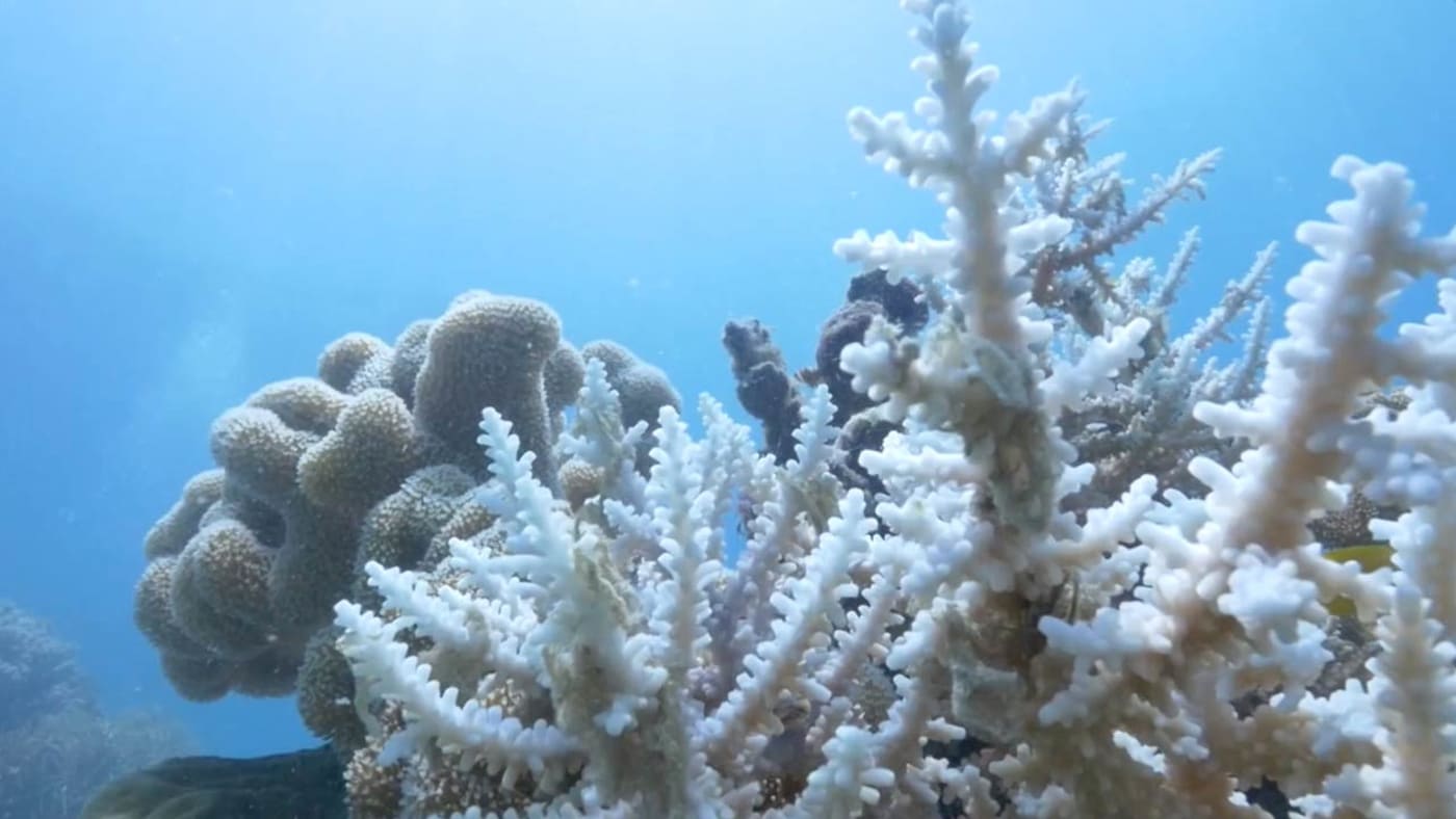 Coral bleaching banner video background
