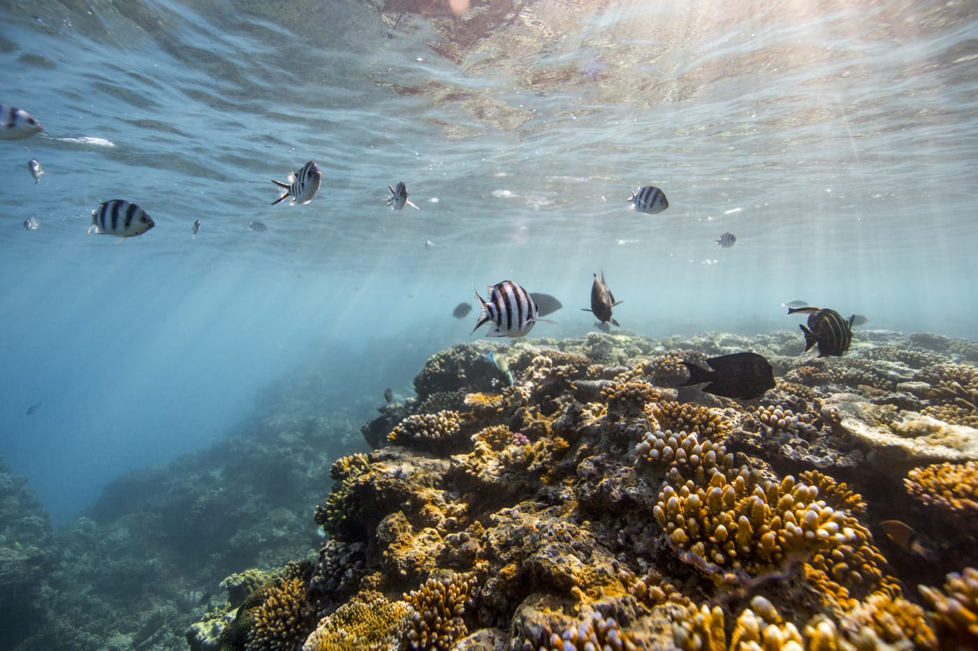 Reef crest dominated by robust branching corals and coralline algae. Grazing surgeon fish and plankton eating humbug fish. Great Barrief Reef, Australia.