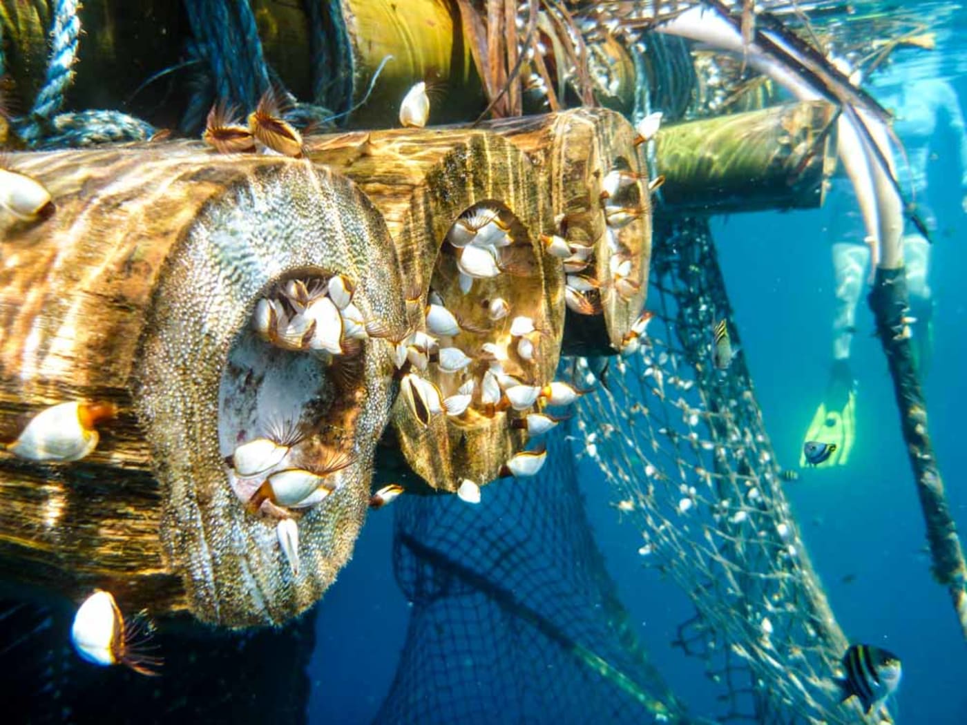 Community constructed IFAD underwater on Ghizo Islands, Western Province, Solomon Islands, June 2015