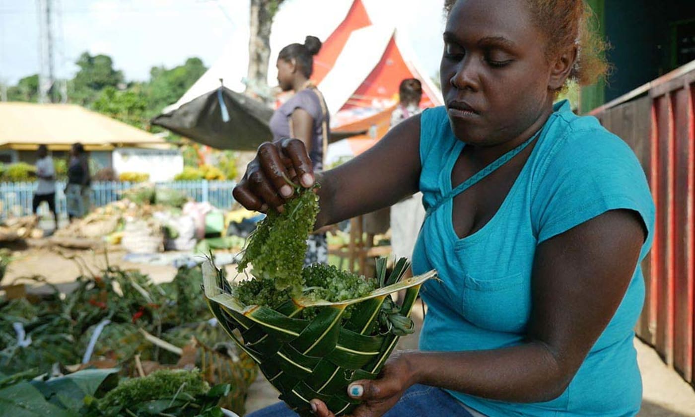 Sustainable harvesting of seagrapes, Solomon Islands