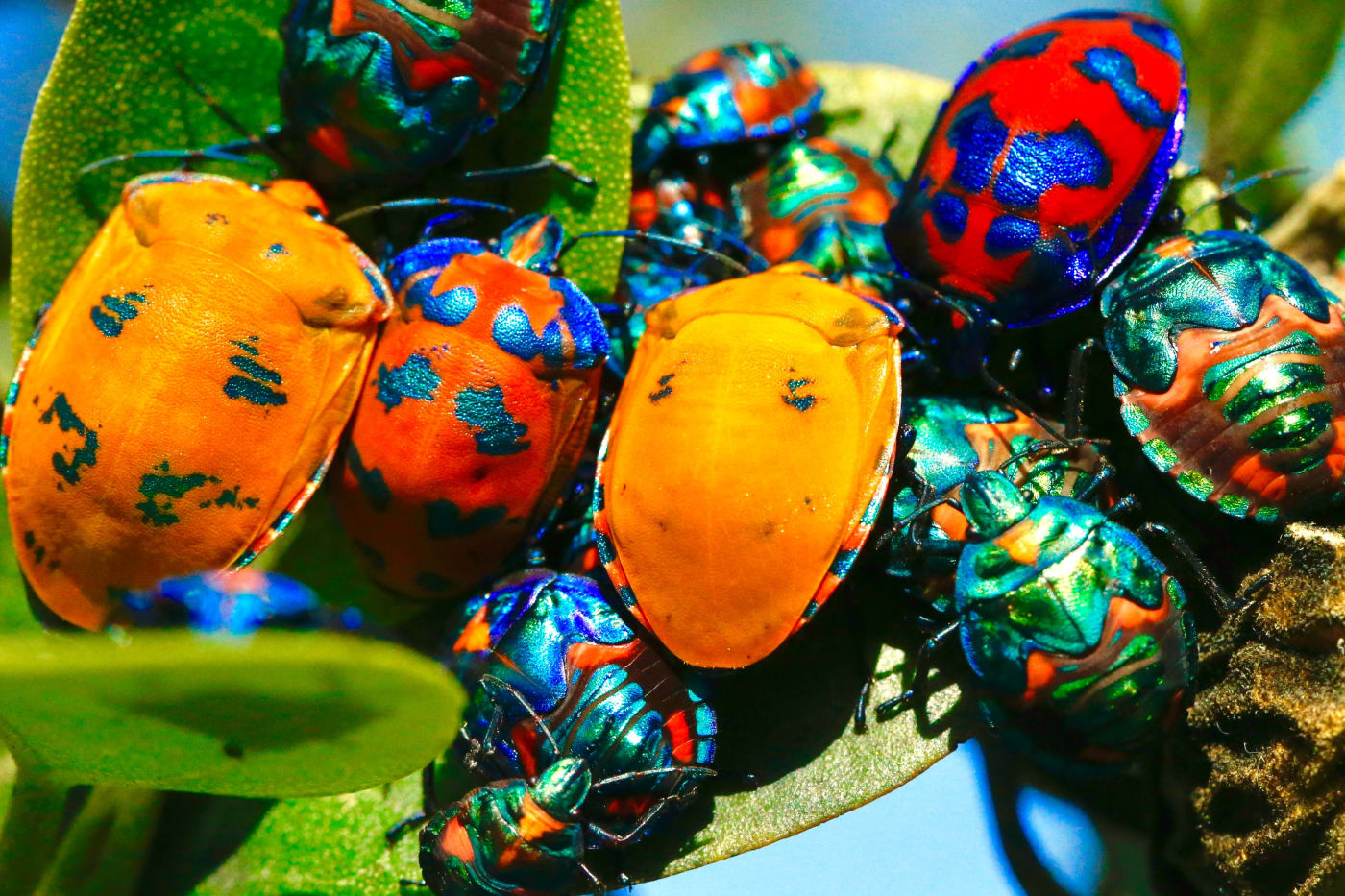 Found in Northern and Eastern Australia, cotton harlequin bugs, sometimes known as the Hibiscus Harlequin Bug.