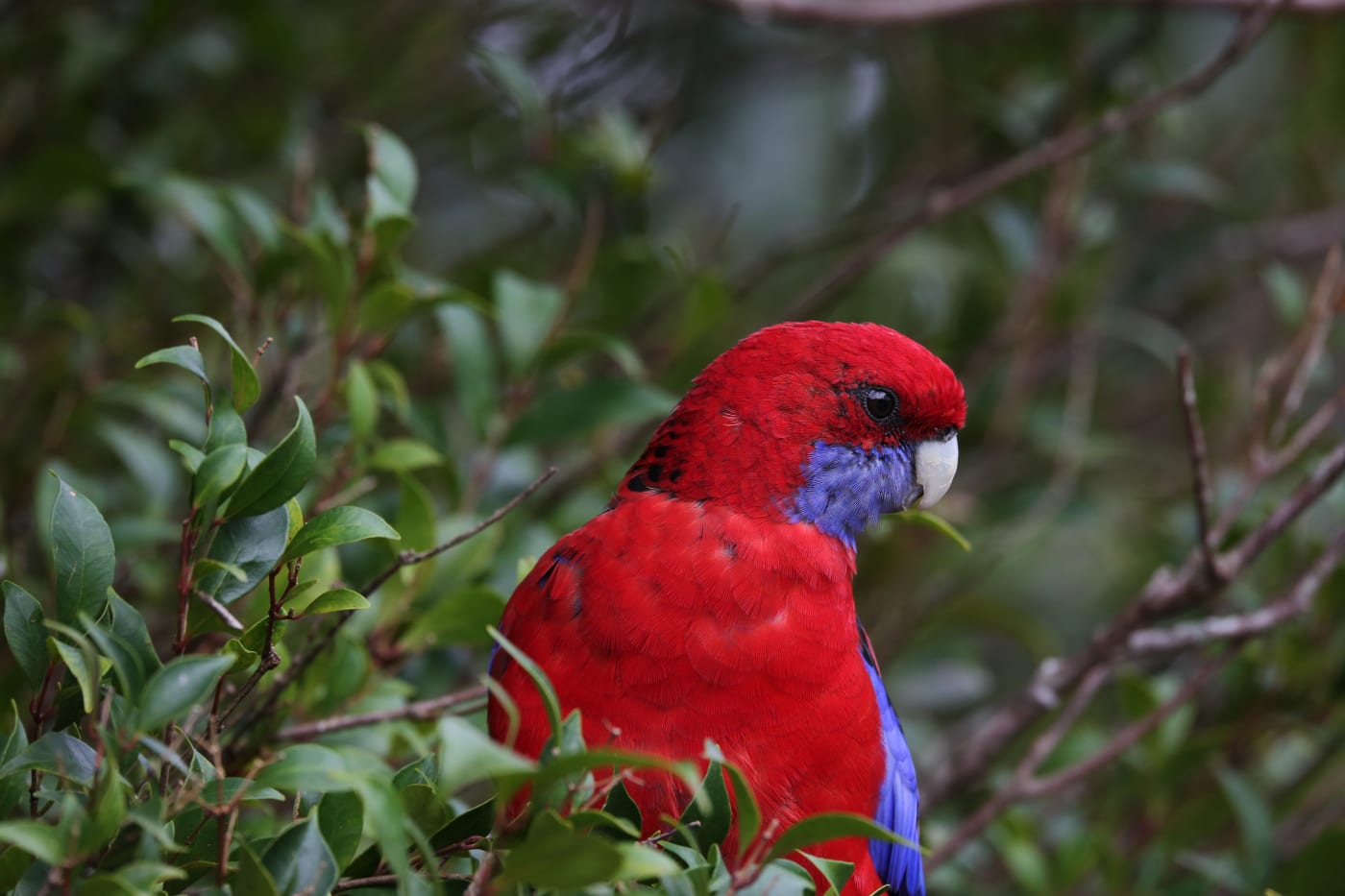 A crimson rosella (Platycercus elegans) sits in a tree at O'Reilly Rainforest Retreat, Queensland - March 2015.