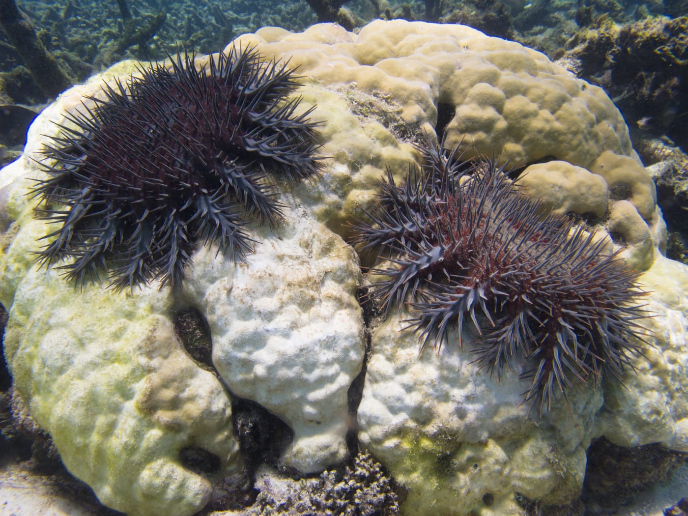 Crown of thorns starfish (Acanthaster planci) feeds on porites coral head. Lizard Island, Great Barrier Reef, Australia