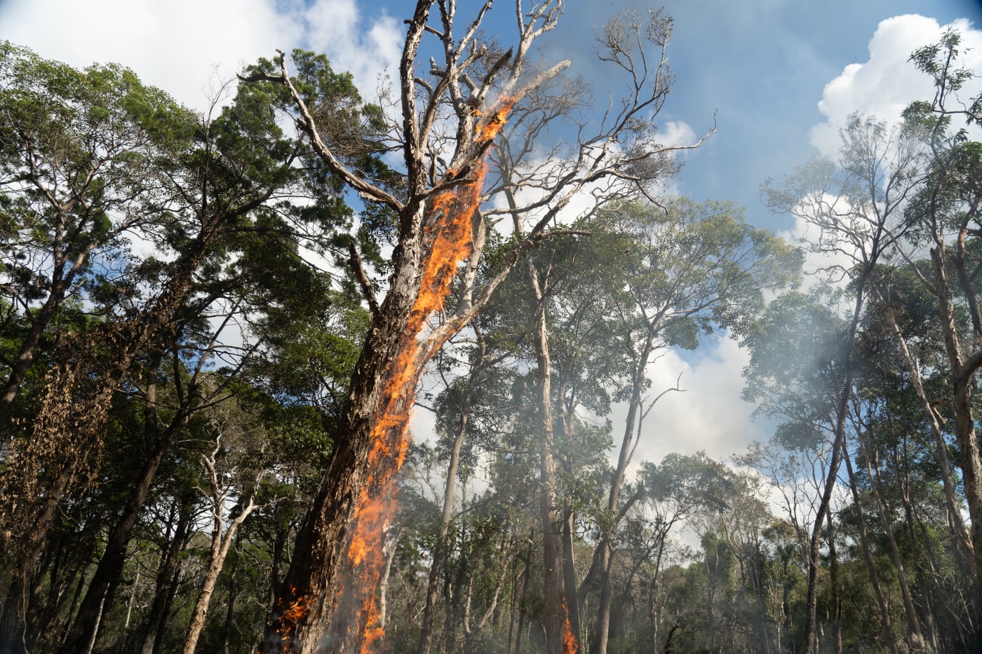 Cultural burn on Minjerribah (North Stradbroke Island)
