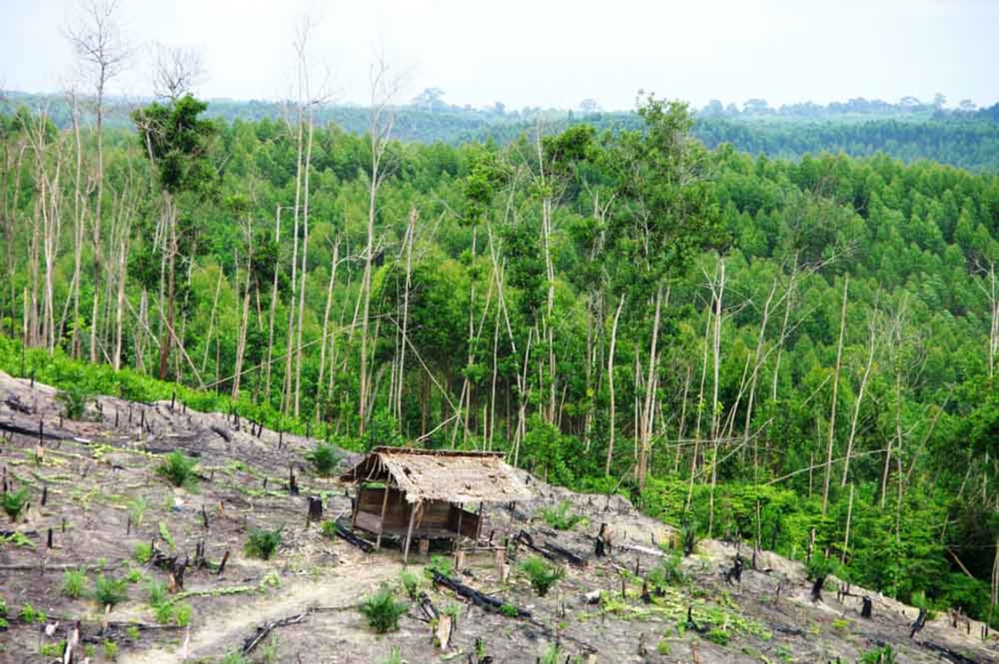 Natural forest cleared for pulp plantation development, Sumatra, Indonesia, February 2010