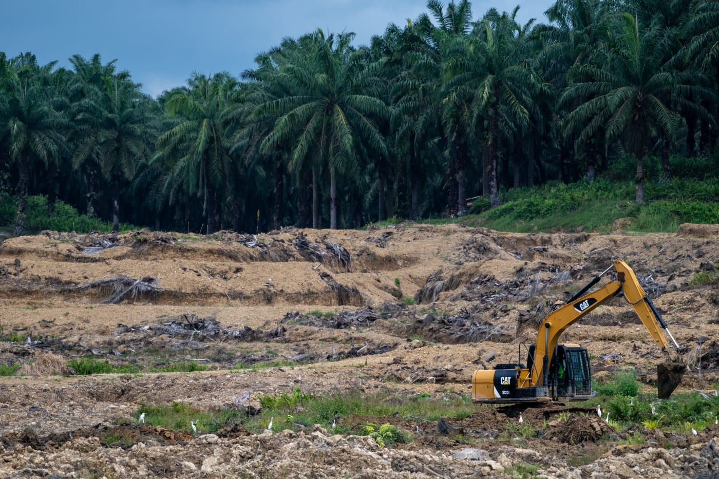A digger ploughs deforested land on an oil palm plantation in Sabah, Borneo on 26 March, 2019.