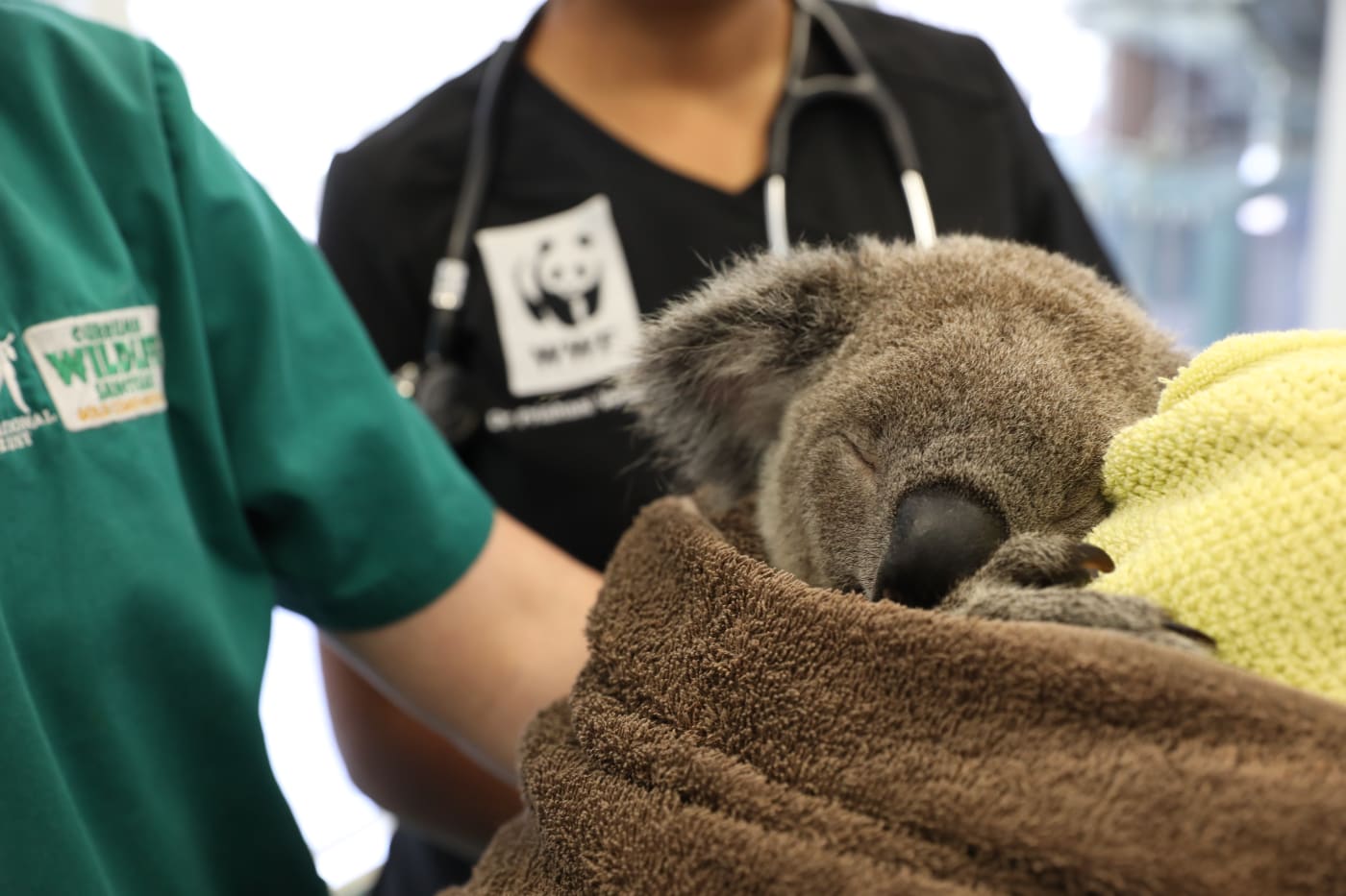 Dr Prishani helped the vet staff at Currumbin Wildlife Hospital perform a health check on a koala (1000px)