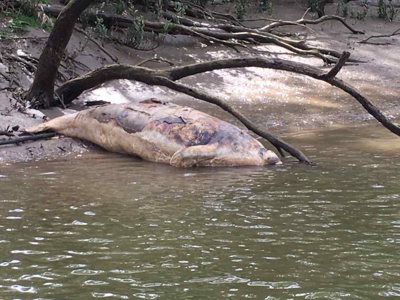 Dead dugong on bank in the upper Mary River