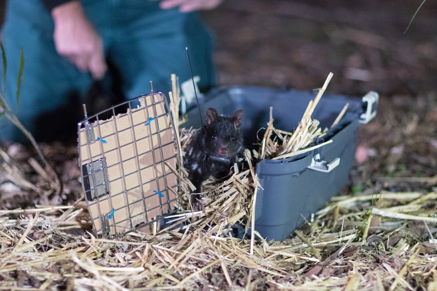 Eastern quoll being released into the wild.

The journey to re-establish a wild population of eastern quolls on the Australian mainland has taken another big step forward with 40 eastern quolls being reintroduced to Booderee National Park.


The Eastern quoll reintroduction project is a collaboration between Parks Australia, The Australian National University, the National Environmental Science Program Threatened Species Recovery Hub, Wreck Bay Aboriginal Community Council, Rewilding Australia, WWF-Australia, and the Taronga Conservation Society Australia with support from Devils@Cradle, Trowunna Wildlife Park and Devil Ark wildlife sanctuaries.