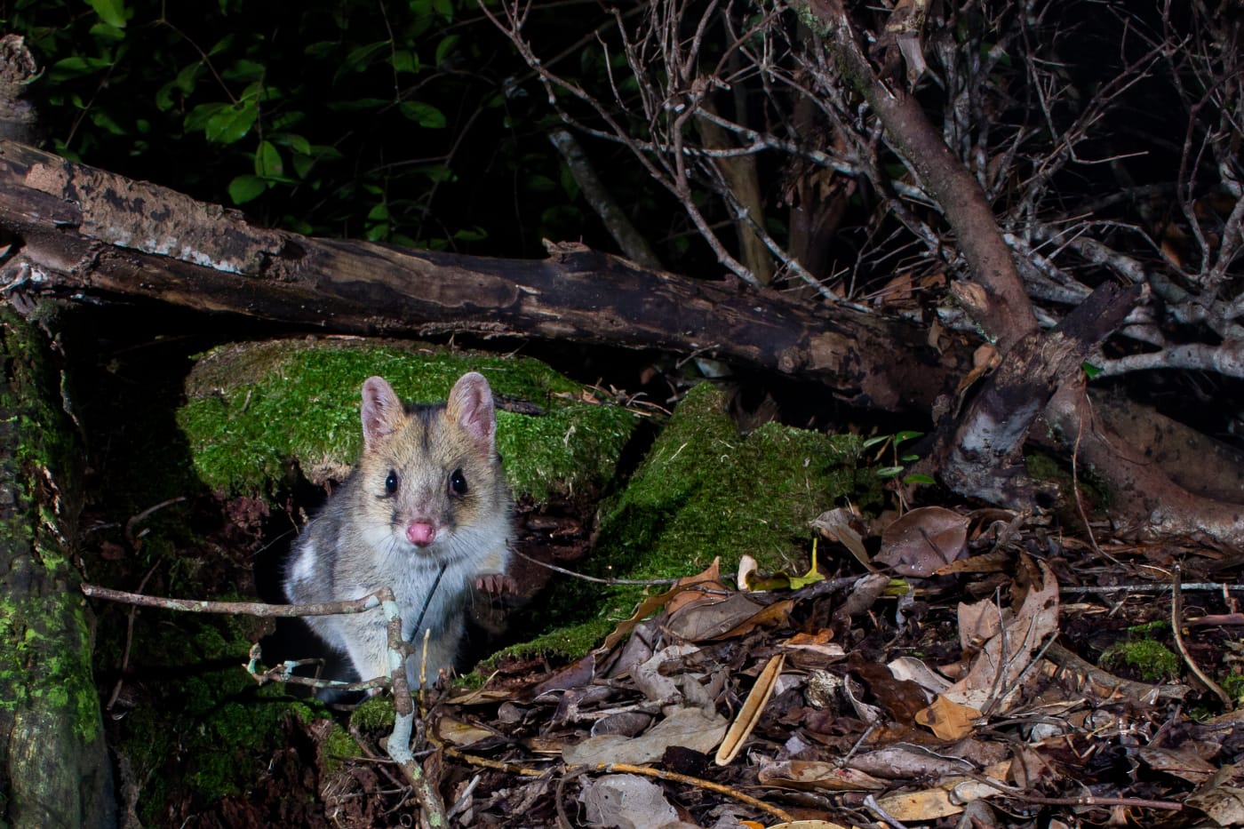 Quoll released into wild.

The journey to re-establish a wild population of eastern quolls on the Australian mainland has taken another big step forward with 40 eastern quolls being reintroduced to Booderee National Park.

The Eastern quoll reintroduction project is a collaboration between Parks Australia, The Australian National University, the National Environmental Science Program Threatened Species Recovery Hub, Wreck Bay Aboriginal Community Council, Rewilding Australia, WWF-Australia, and the Taronga Conservation Society Australia with support from Devils@Cradle, Trowunna Wildlife Park and Devil Ark wildlife sanctuaries.