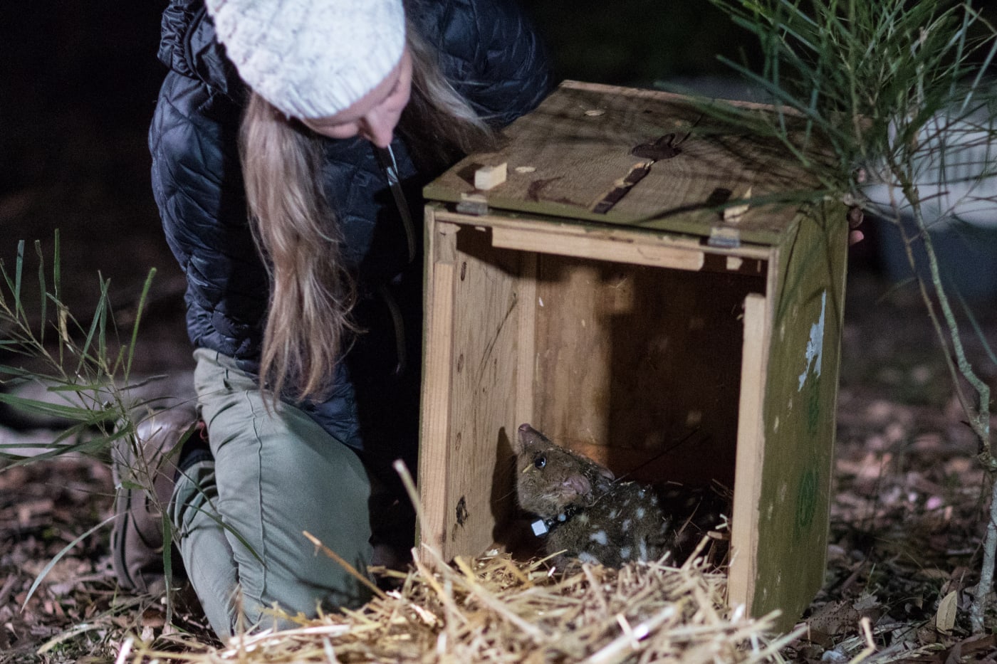 Hayley Shute (Curator, Aussie Ark), releases an Eastern quoll into the wild.

The journey to re-establish a wild population of eastern quolls on the Australian mainland has taken another big step forward with 40 eastern quolls being reintroduced to Booderee National Park.
The Eastern quoll reintroduction project is a collaboration between Parks Australia, The Australian National University, the National Environmental Science Program Threatened Species Recovery Hub, Wreck Bay Aboriginal Community Council, Rewilding Australia, WWF-Australia, and the Taronga Conservation Society Australia with support from Devils@Cradle, Trowunna Wildlife Park and Devil Ark wildlife sanctuaries.