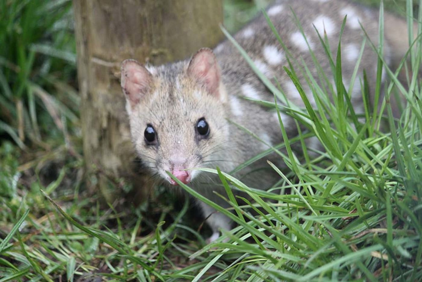 Eastern quoll at the Devils@Cradle conservation facility, Cradle Mountain, Tasmania