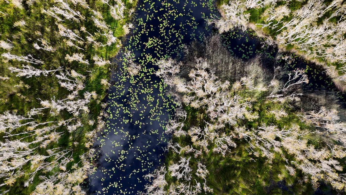 Eighteen Mile Swamp on Minjerribah (North Stradbroke Island)