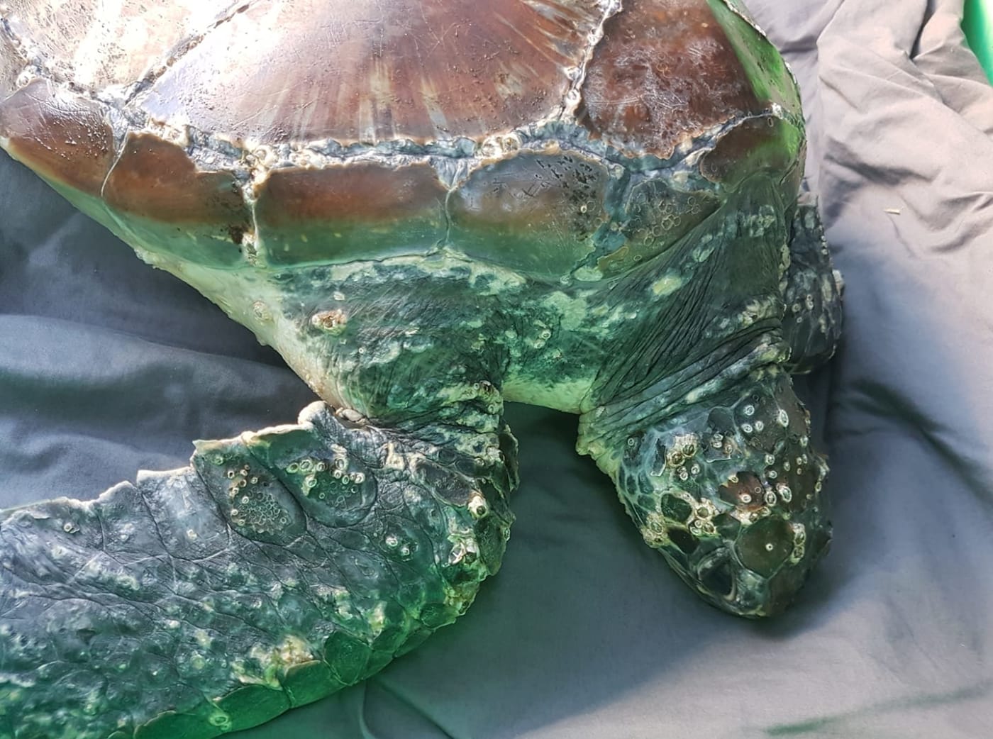 Rescued green sea turtle in care