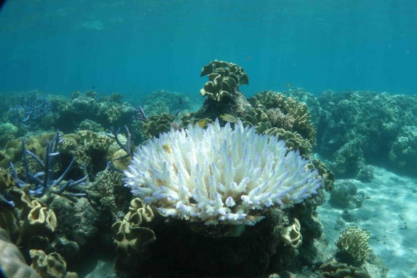 Photograph of bleached corals along the eastern coast of Brazil