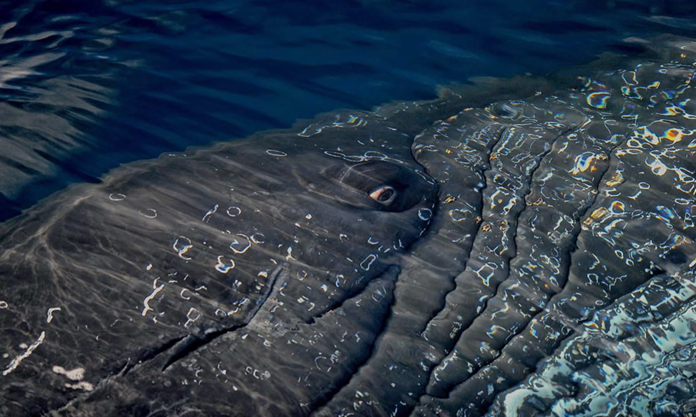 The eye of a humpback whale (Megaptera novaeangliae), Wilhelmina Bay in Antarctic Peninsula