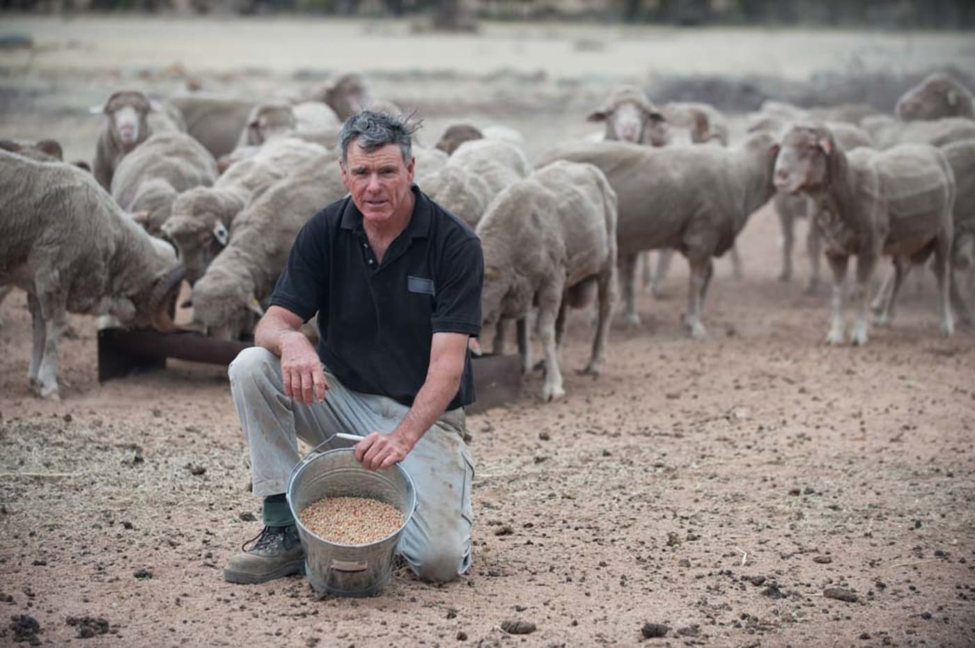 Mike McFarlane feeding his sheep on his farm in Western Australia, 2015