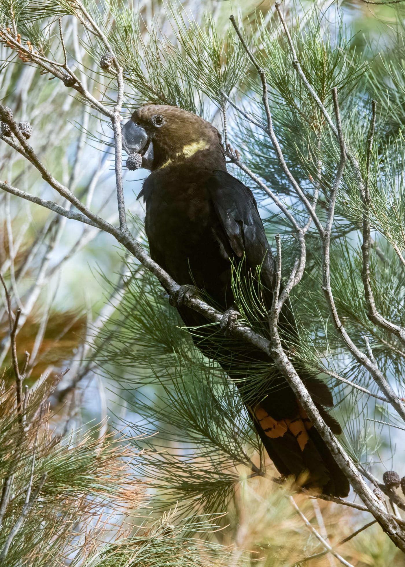 The Baroness. a female glossy black-cockatoo feeding on she-oak