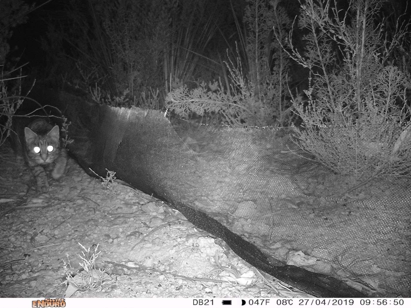 A feral cat captured on a sensor camera that is used to monitor the nocturnal Kangaroo Island dunnart