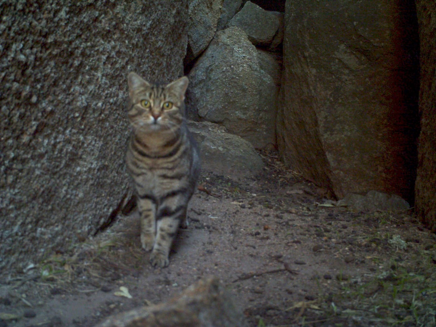 Wheatbelt, Western Australia - 11 June 20011
Feral cat in black-flanked rock-wallaby cave, Southwest Australia.