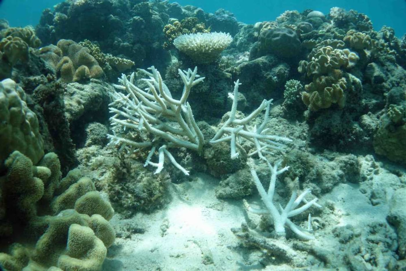 First photos of 2020 coral bleaching WWFAustralia First photos of