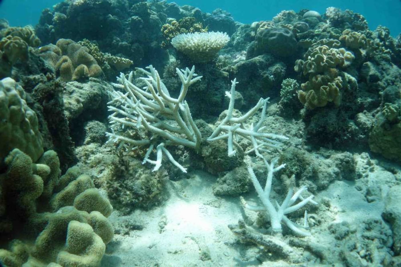 First images Coral Bleaching on Lizard Island