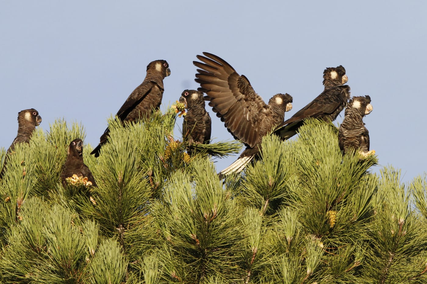 Flock of carnaby's black cockatoos eating pine cones