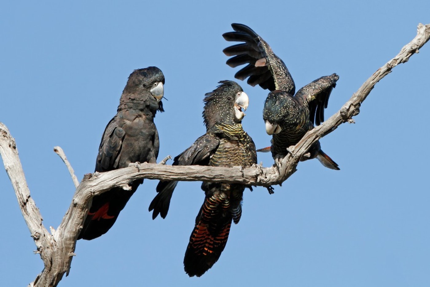 Forest red-tailed black cockatoos perched on a tree branch (1000px)