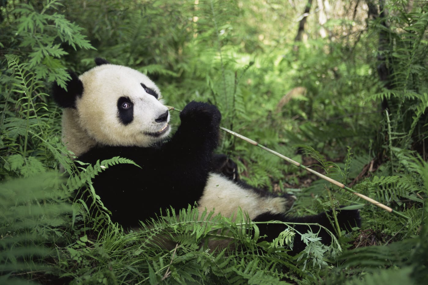 Giant panda eating bamboo {Ailuropoda melanoleuca} Wolong NR, Qionglai mts, Sichuan, China