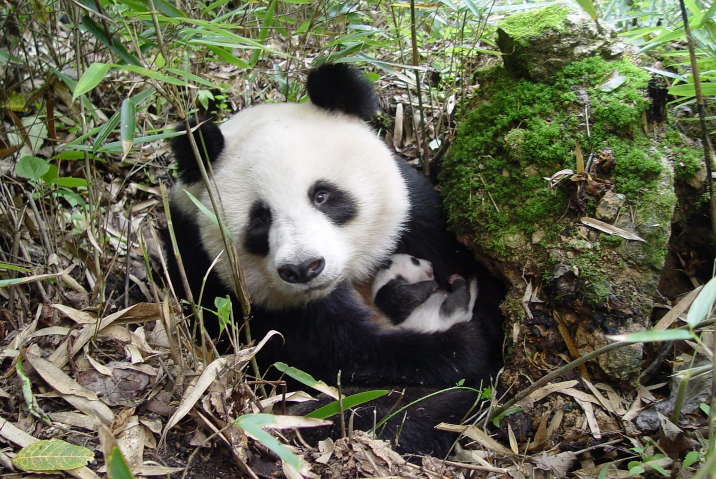 Giant Panda (Ailuropoda melanoleuca) with a young cub in Shaanxi province, China.