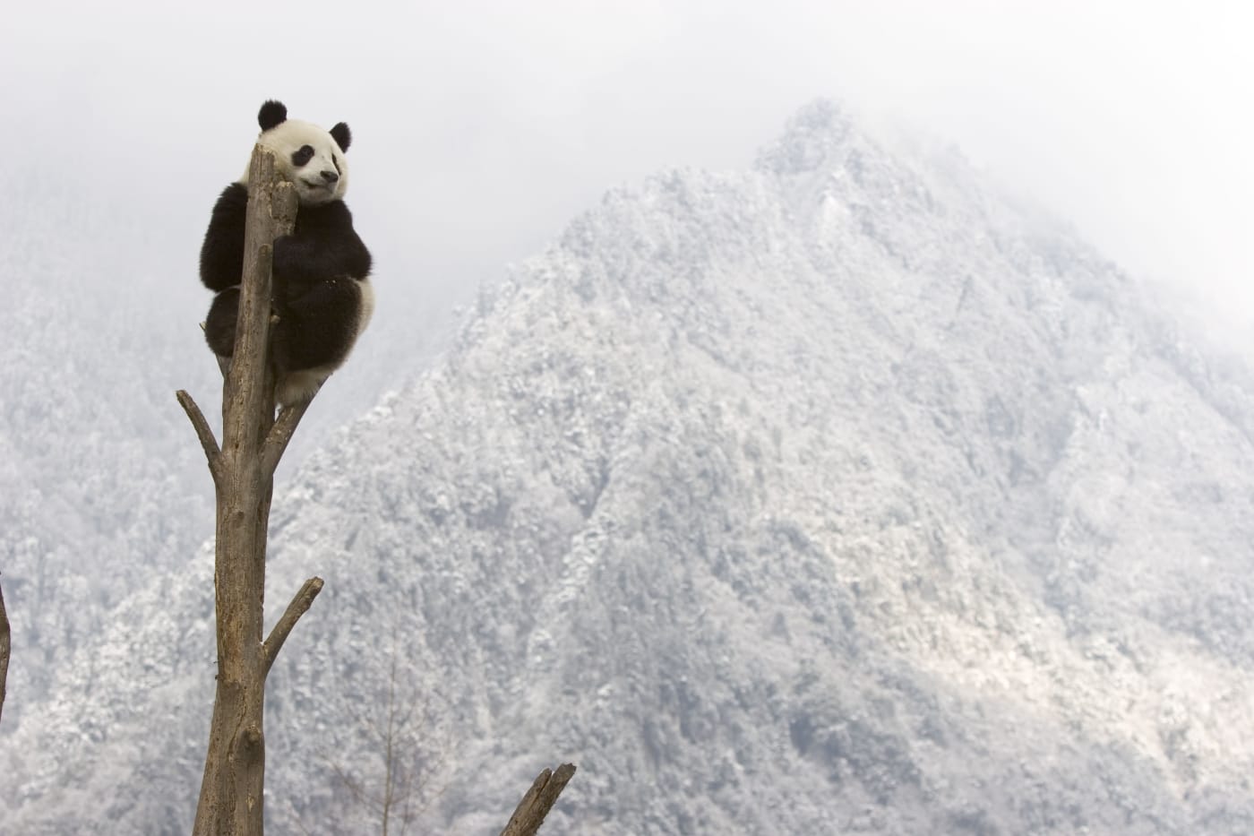 Giant panda (Ailuropoda melanoleuca) resting at top of tree trunk, Sichuan, China, captive