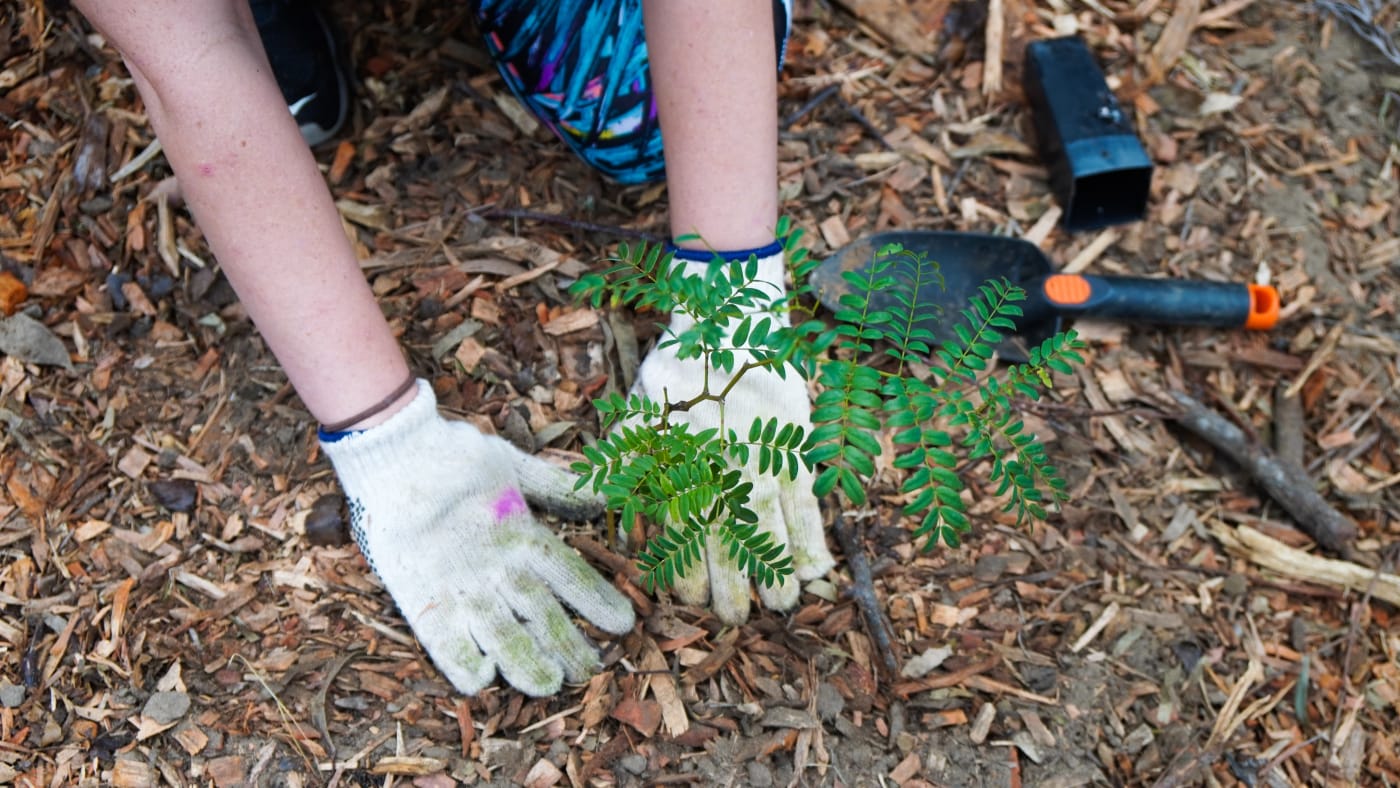 Community Tree Planting at Cook Reserve Ruse, Campelltown